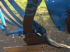 Scheibenpflug typu Lemken EurOpal 9,  v Київ (Obrázek 5)