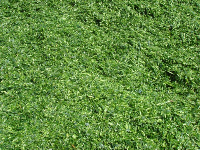 GPS-Schneidwerk tipa Dominoni Multi Power Disc 612 L, Neumaschine u Baumgarten (Slika 17)