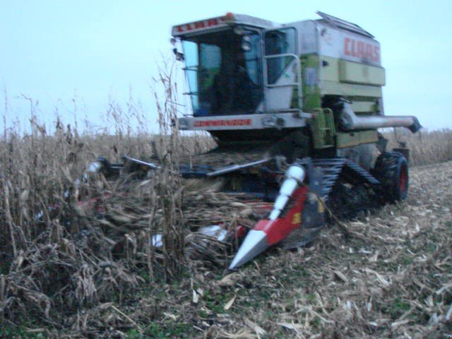 Maispflückvorsatz des Typs Dominoni SL 966 BG M, Neumaschine in Baumgarten (Bild 12)